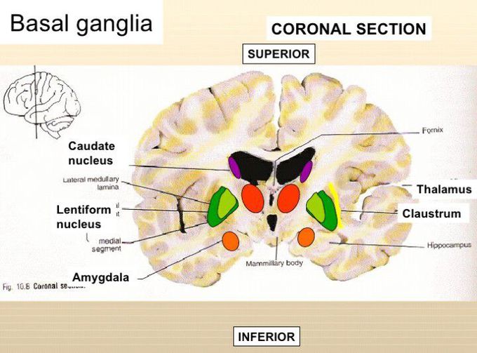 Basal ganglia