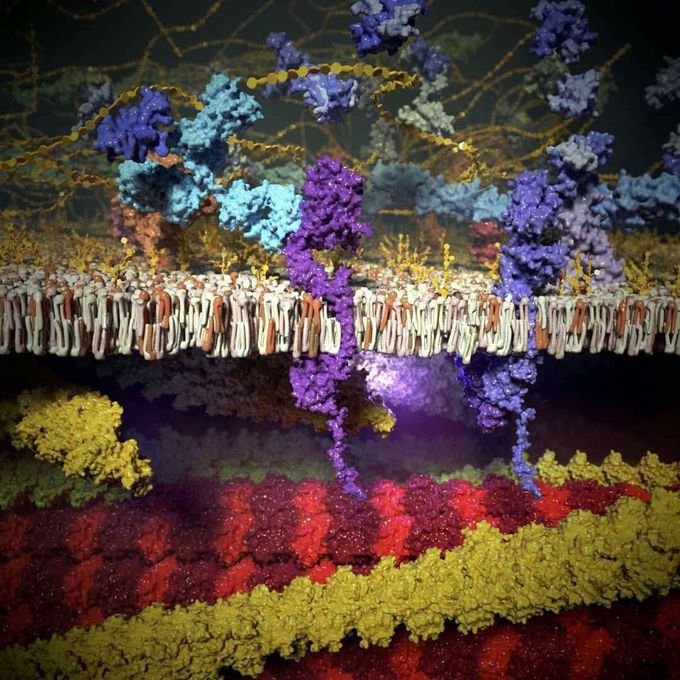 Let's have a look at the cell membrane👌