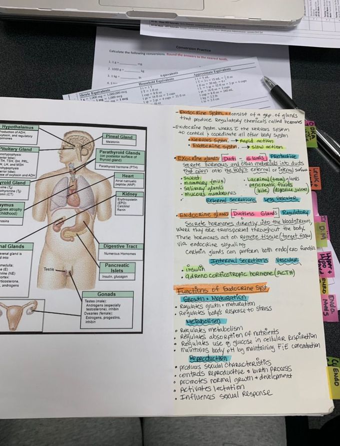 Endocrine system