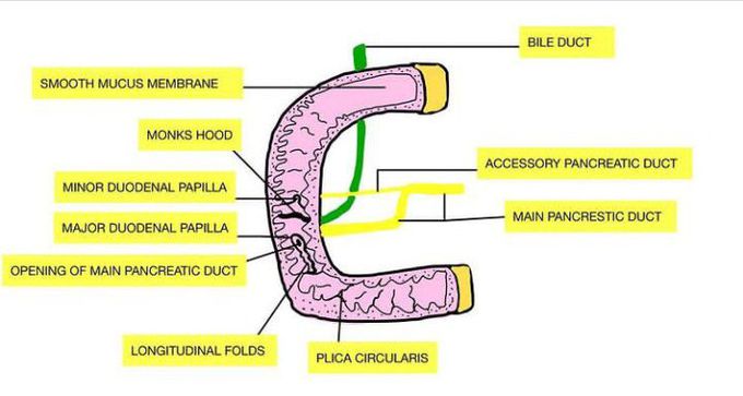 Interior Part of Duodenum