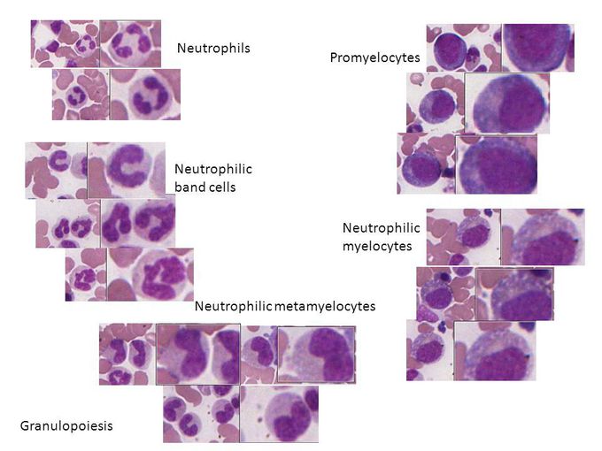 Stem cell