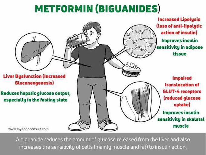 Metformin