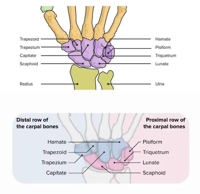 The Carpal Bones