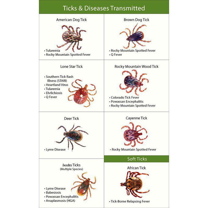 Different ticks & their respective diseases