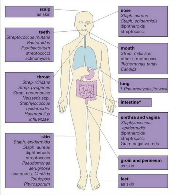 What Is Normal Urogenital Flora In Urine