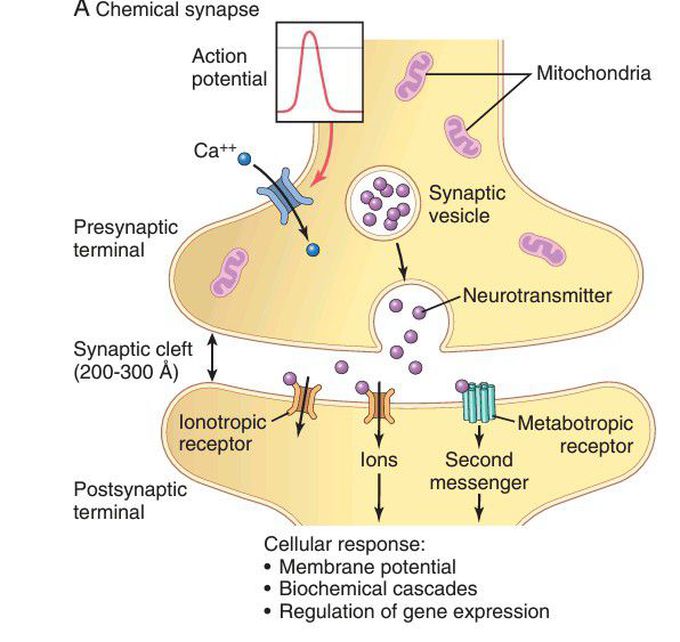 Synapse