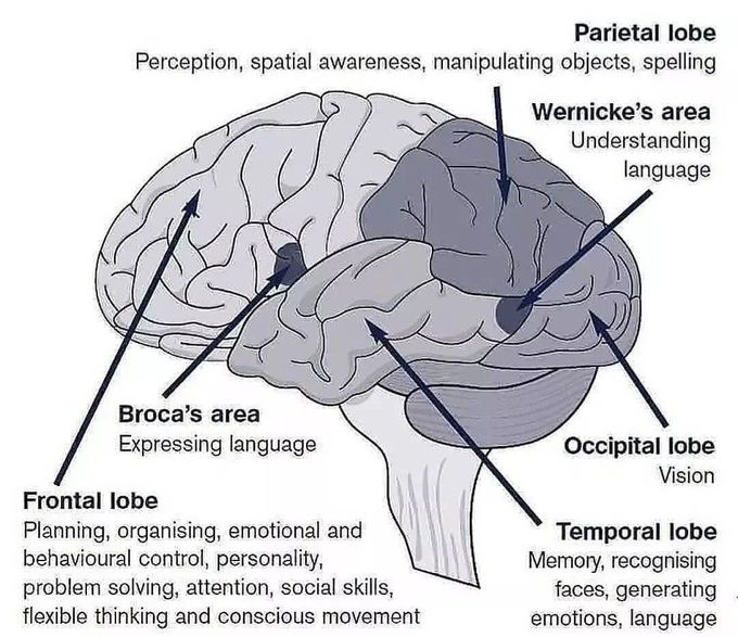 Language Areas - MEDizzy