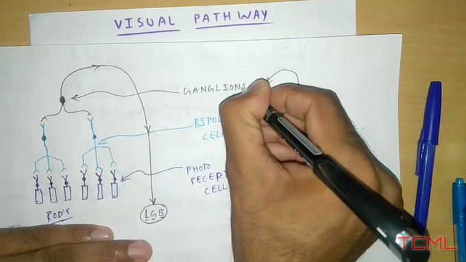 Visual Pathway ( Eye )
