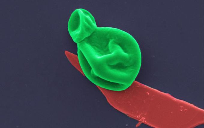 Antibiotic-Resistant Bacteria Destroyed by Nanotech Layer