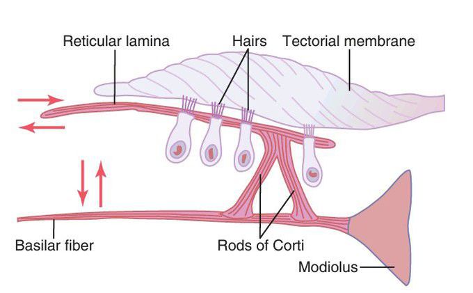 Hair cells