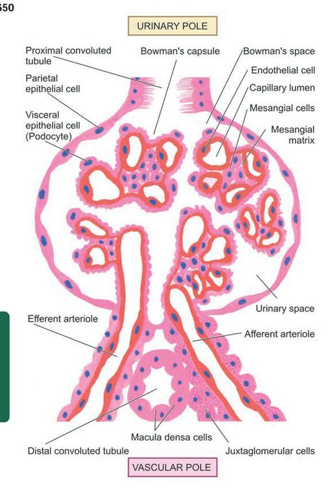 Nephron