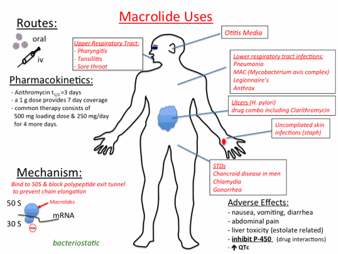 Macrolide