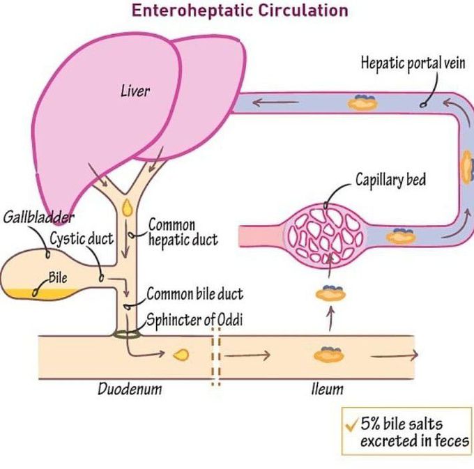 Enterohepatic circulation