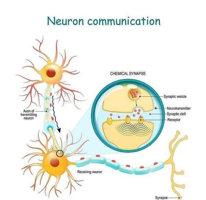 Neuron communication