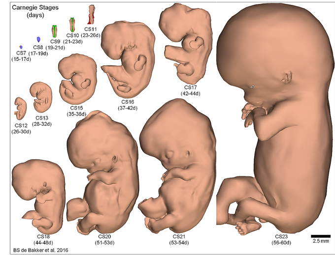 Stages