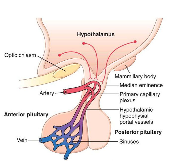 Hypothalamus hypophyseal portal system