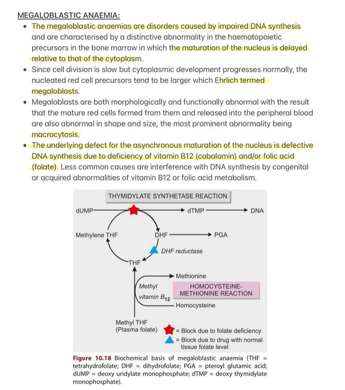 Megaloblastic Anemia I