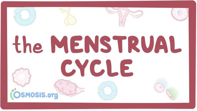 The menstrual cycle