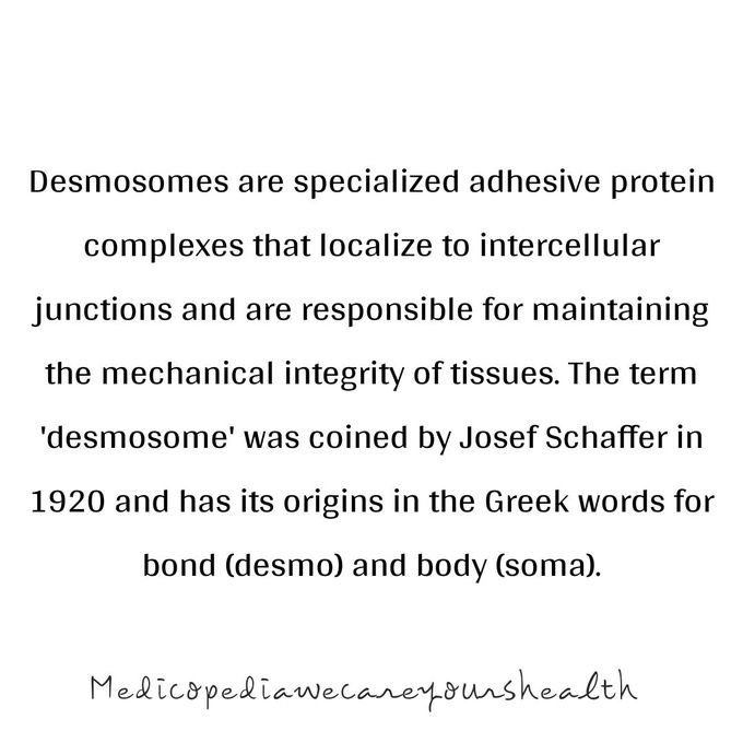 Word of the day DESMOSOMES