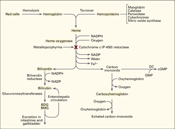 Heme degradation