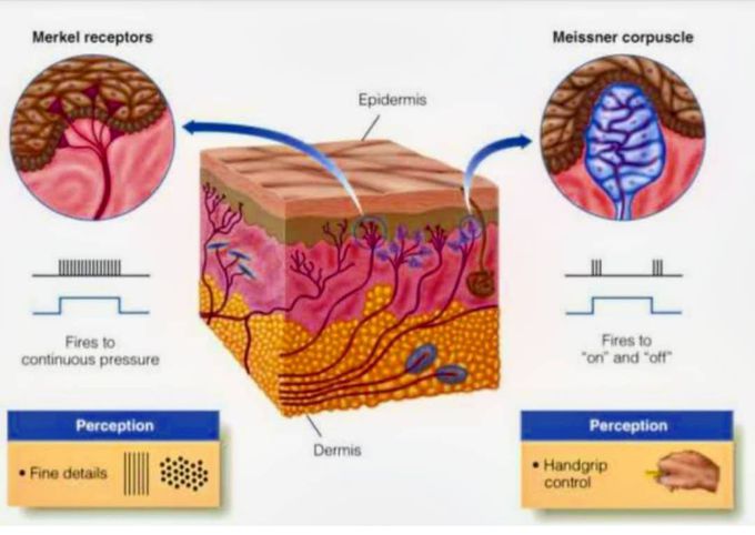 Skin  working