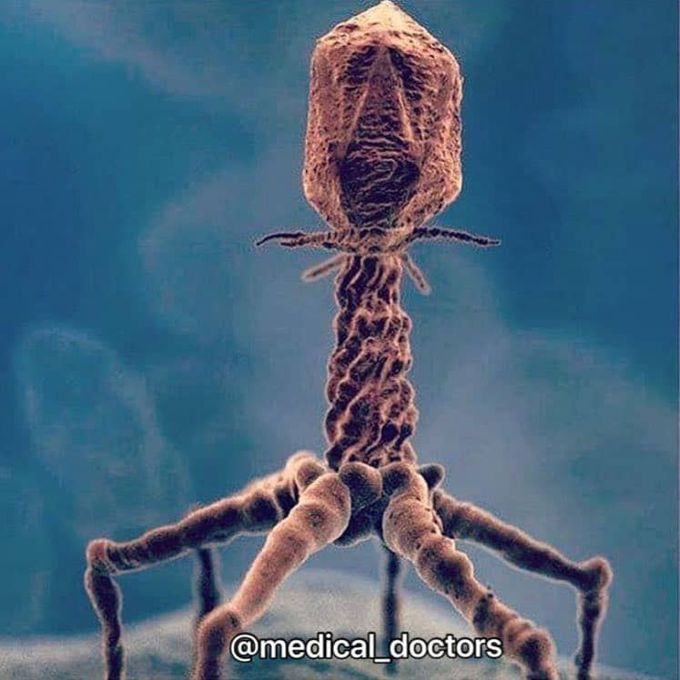 This is how a Bacteriophage looks in electron microscope!