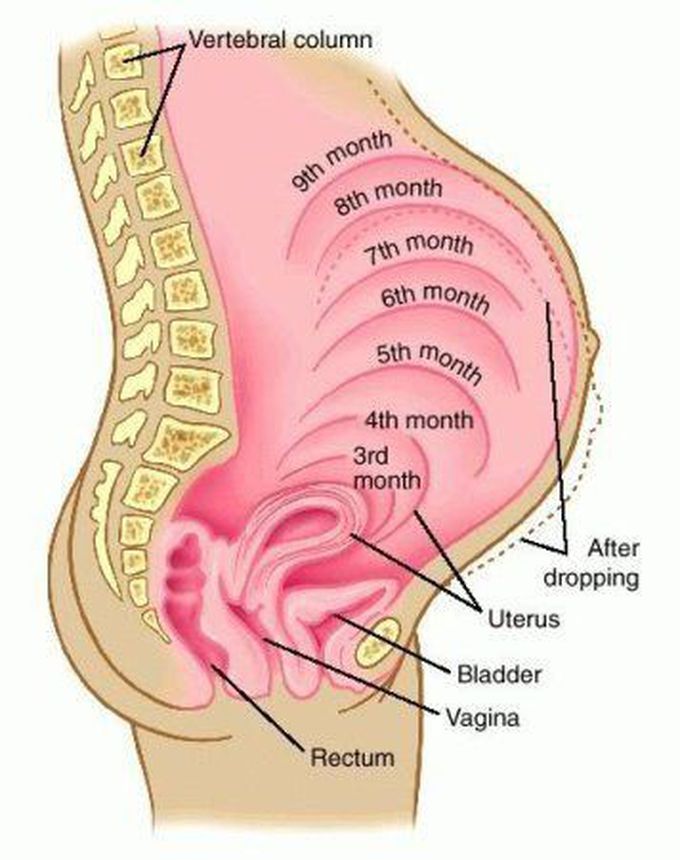 Position of uterus