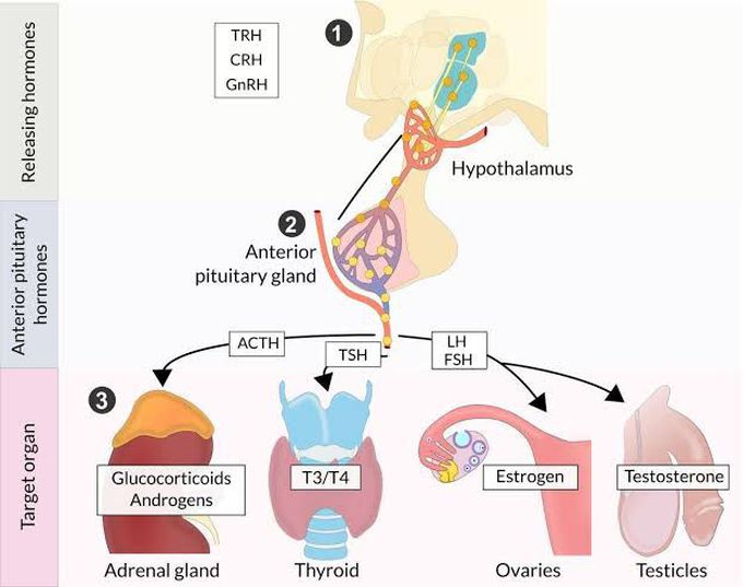 Hypothalamus pituitary axis