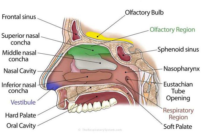 Nasal meatus vs Concha