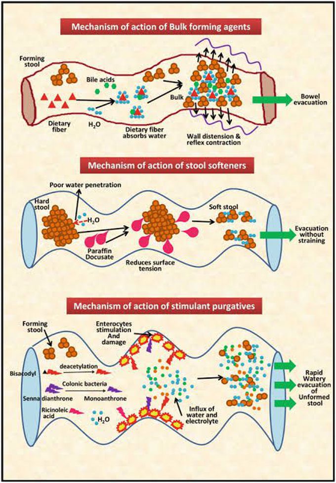 Mechanism of action of bulk laxatives