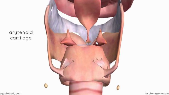 Cartilages of the Larynx: 3D Tutorial