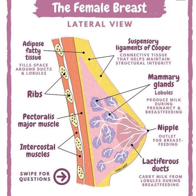 Female breast labelling Diagram