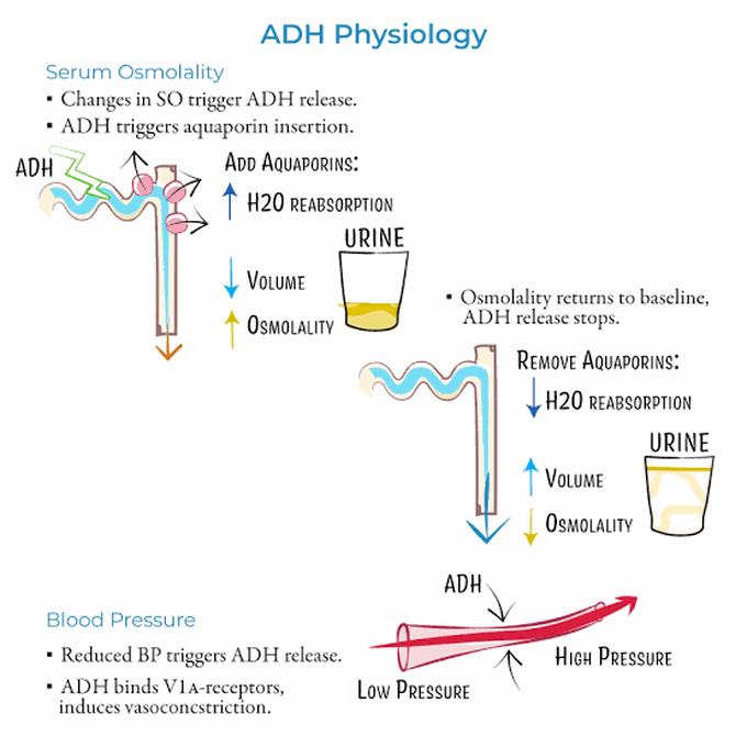 ADH physiology