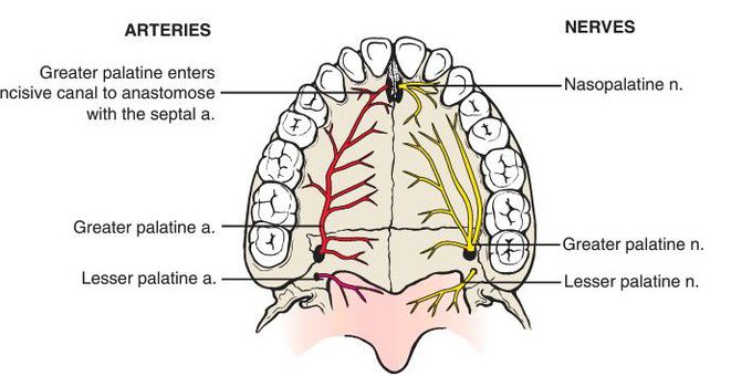 Maxillary teeth innervation