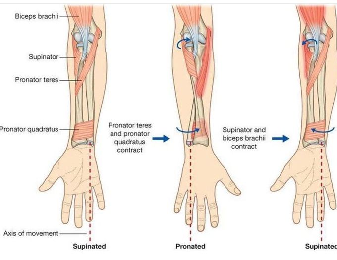 Elbow Complex