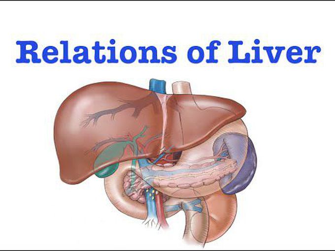 Peritoneal Relations of the Liver