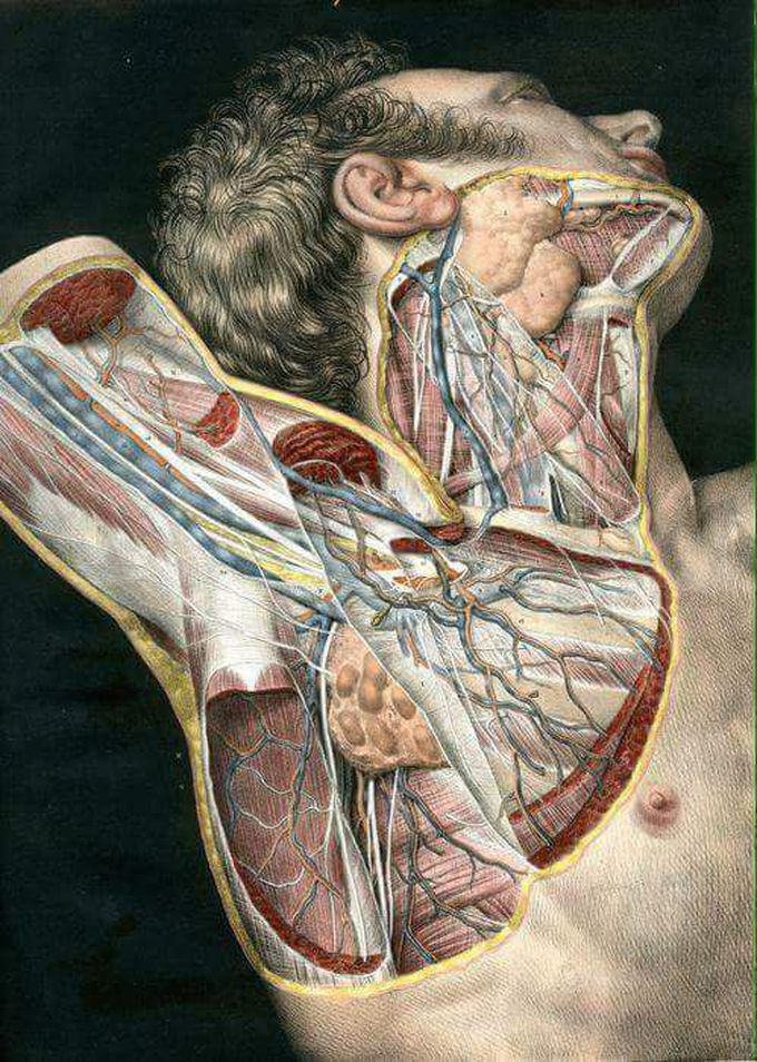 Axilary artery