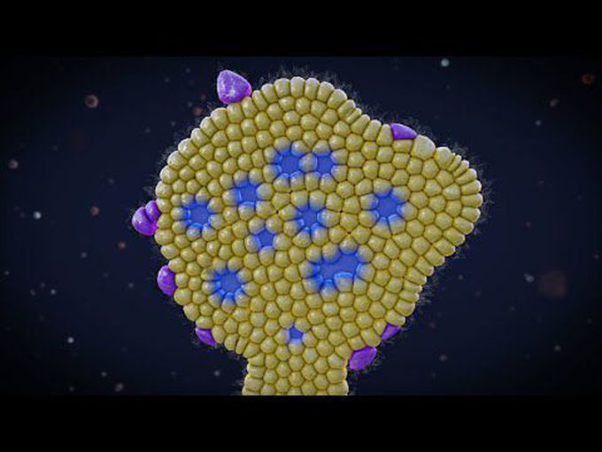 Pancreas-Animated embryology