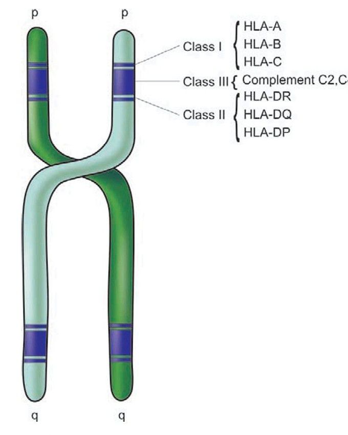 HLA system