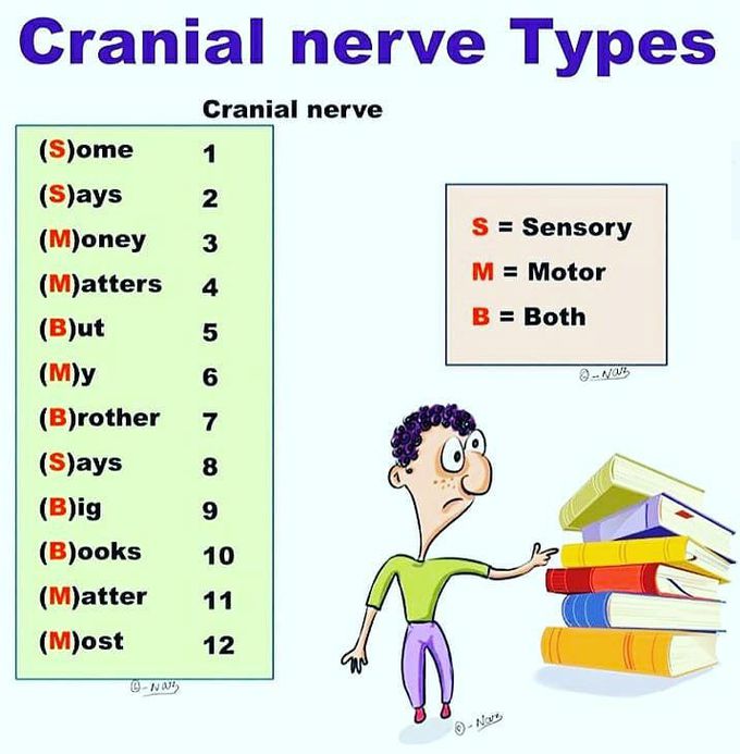 Cranial nerve types