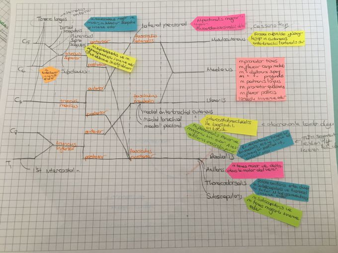 Neuro-anatomy