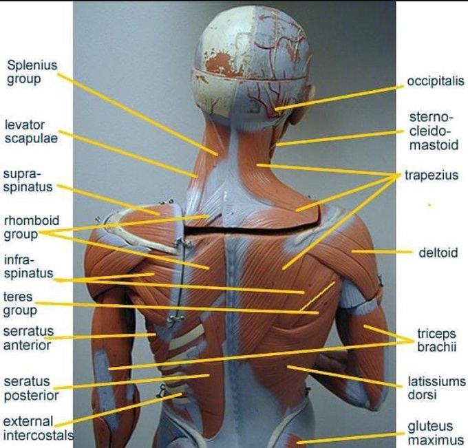 Anatomy of back muscles