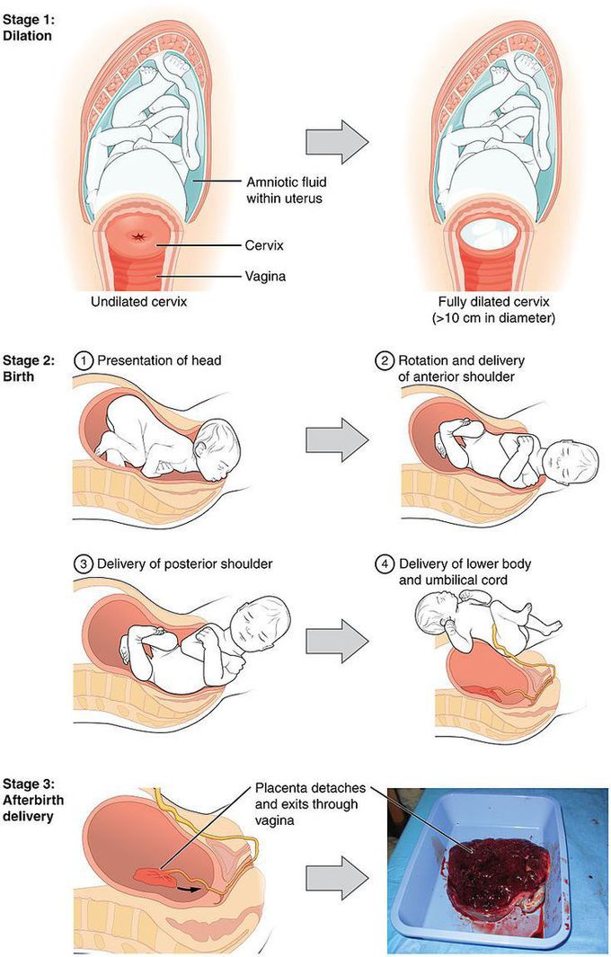 Stages of labor