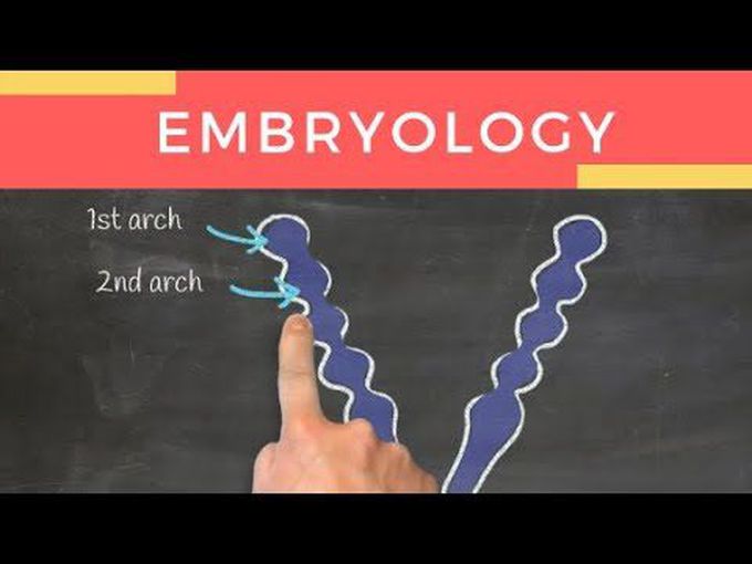 Blackboard animation of pharyngeal arches.