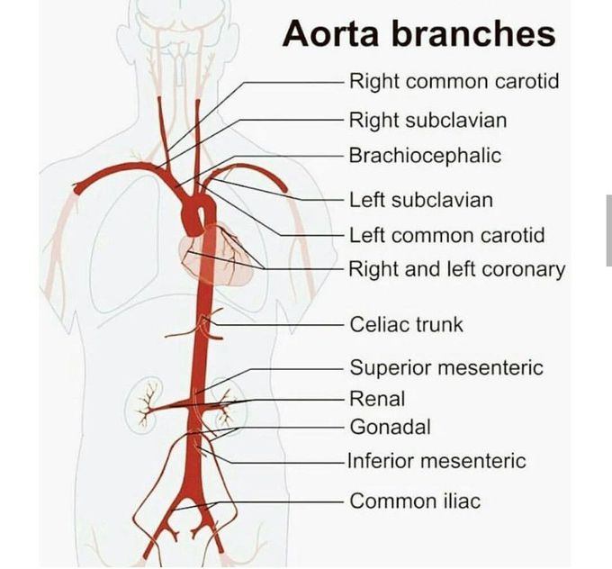 Aorta#branches