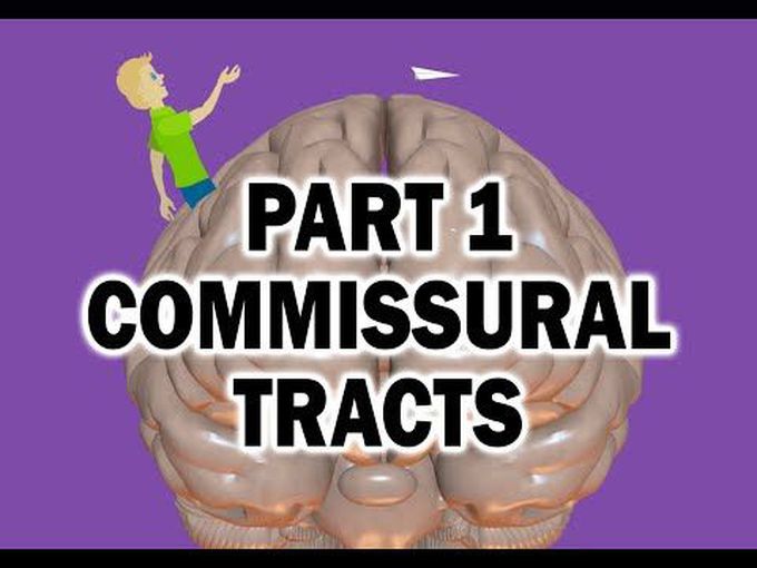 A Quick Review of Commissural Fibers