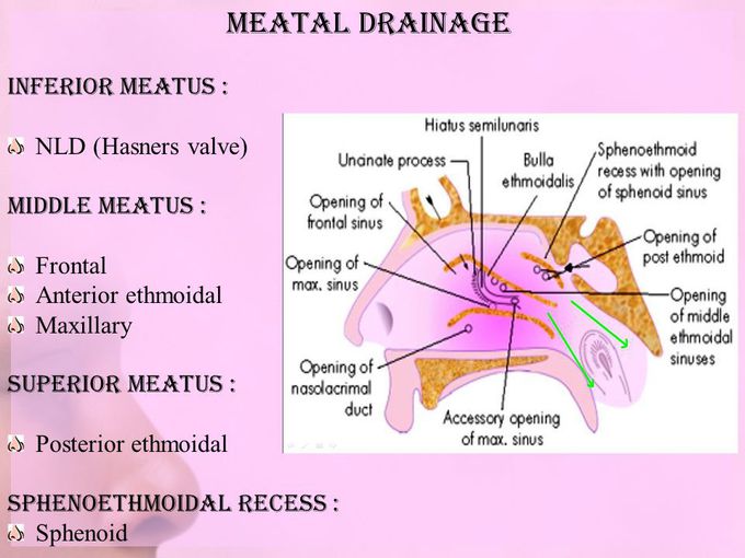 Nasal meatus  Drainage
