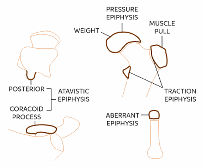 Types of epiphysis