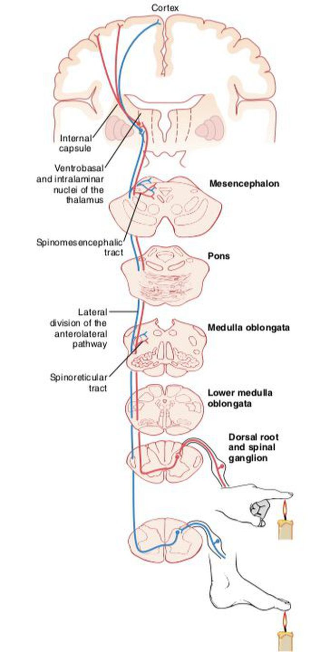 Anterior and lateral divisions of the anterolateral sensory pathway.