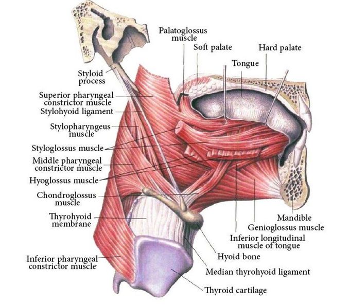 Muscles of the Tongue